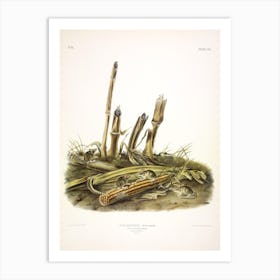 Harvest Mouse, John James Audubon Art Print