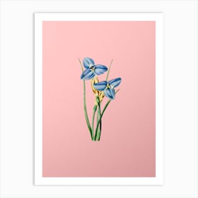 Vintage Sapphire Patersonia Botanical on Soft Pink n.0166 Art Print