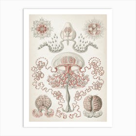 Vintage Haeckel 3 Tafel 46 Blumenquallen Art Print