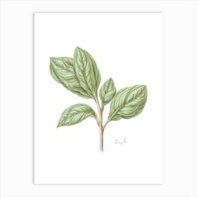 Basil Herb Sprig - Botanical Wall Print Set | Floral Collection Art Print