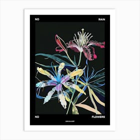 No Rain No Flowers Poster Love In A Mist Nigella 1 Art Print