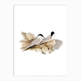 Vintage Graceful Tern Bird Illustration on Pure White n.0469 Art Print