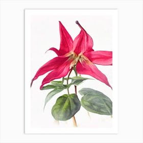 Red Trillium Wildflower Watercolour Art Print