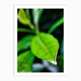 Green Leaf Closeup (2010) Art Print