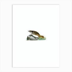 Vintage Eurasian Wigeon Female Bird Illustration on Pure White n.0084 Art Print