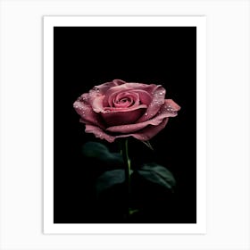 Pink Rose On Black Background 56 Art Print