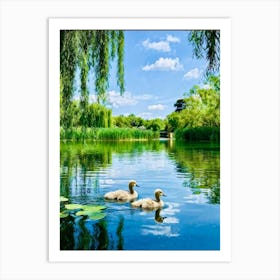 Two Swans In A Pond Art Print