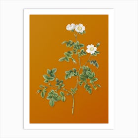 Vintage White Sweetbriar Rose Botanical on Sunset Orange n.0051 Art Print