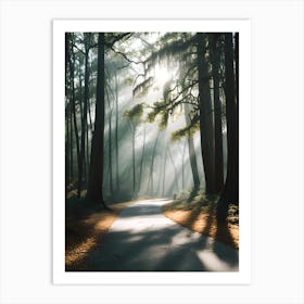 Road In The Woods 1 Art Print