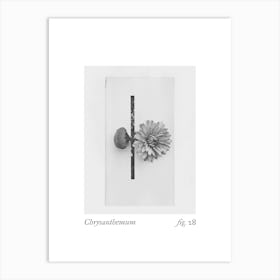 Chrysanthemum Botanical Collage 4 Art Print