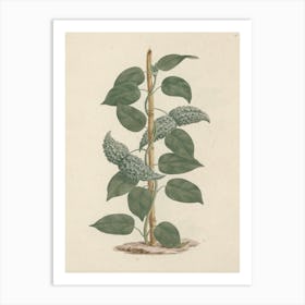 Dregea abyssinica (Hochst) K., Luigi Balugani Art Print