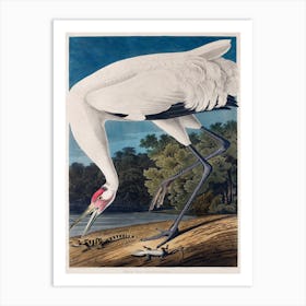 Vintage Audubon 1 Hooping Crane Art Print