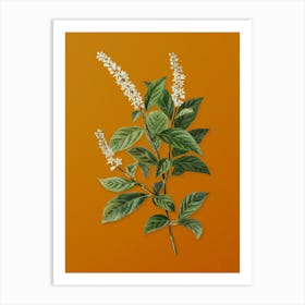 Vintage Virginia Sweetspire Botanical on Sunset Orange n.0324 Art Print