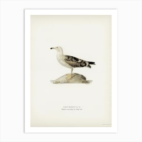 Great Black Backed Gull, The Von Wright Brothers Art Print