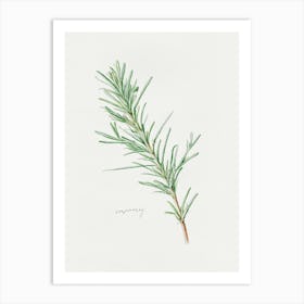 Rosemary Herb Sprig - Textured Botanical Wall Print Set | Floral Collection Art Print Art Print