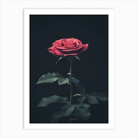 Dark Rose 157 Art Print