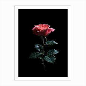 Single Rose On Black Background 26 Art Print