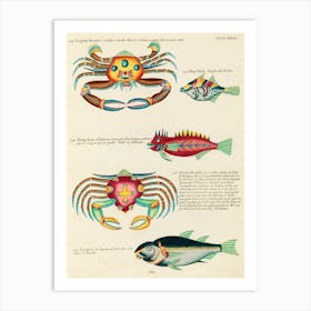 Colourful And Surreal Illustrations Of Fishes And Crabs Found In Moluccas (Indonesia) And The East Indies, Louis Renard(30) Art Print