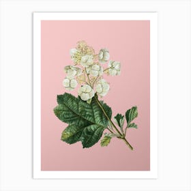 Vintage Oakleaf Hydrangea Botanical on Soft Pink n.0754 Art Print