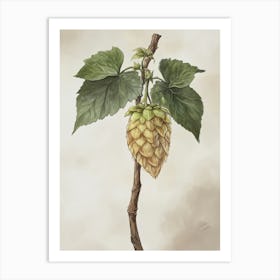 Hops Drawing Vintage Art Print