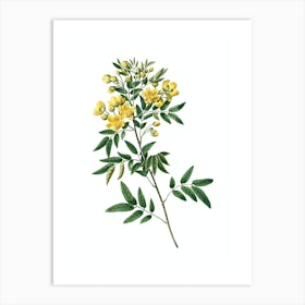 Vintage Argentine Senna Botanical Illustration on Pure White Art Print
