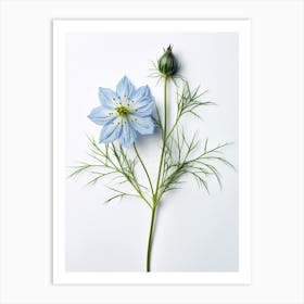 Pressed Flower Botanical Art Love In A Mist Nigella 3 Art Print