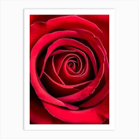 Red Rose 3 Art Print