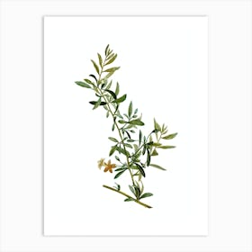 Vintage Goji Berry Branch Botanical Illustration on Pure White n.0057 Art Print