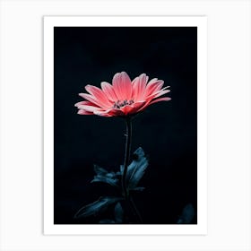 Pink Daisy 4 Art Print