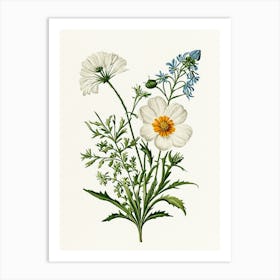 Vintage Botanical Galleria Style Wildflower Painting 28 Art Print