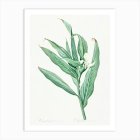 White Garland Lily Illustration From Les Liliacées (1805), Pierre Joseph Redoute Art Print