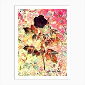 Impressionist Leschenault's Rose Botanical Painting in Blush Pink and Gold Art Print