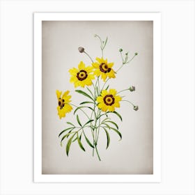 Vintage Coreopsis Elegans Botanical on Parchment n.0957 Art Print