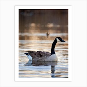 Canadian Geese 31 Art Print