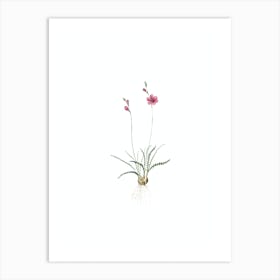 Vintage Ixia Crispa Botanical Illustration on Pure White n.0038 Art Print