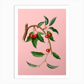 Vintage Cherry Botanical on Soft Pink n.0008 Art Print