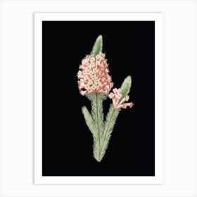 Vintage Heather Briar Root Bruyere Botanical Illustration on Solid Black n.0139 Art Print