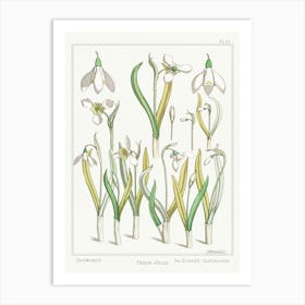 Snowdrop From The Plant And Its Ornamental Applications (1896), Maurice Pillard Verneuil Art Print