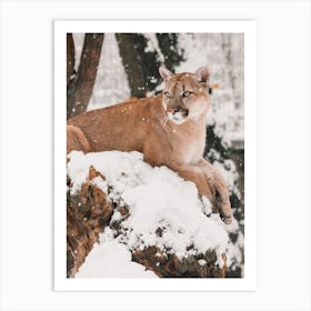 Snowy Mountain Lion Art Print
