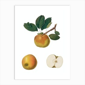 Vintage Apple Botanical Illustration on Pure White n.0669 Art Print