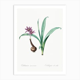 Alpine Autumn Crocus Illustration From Les Liliacées (1805), Pierre Joseph Redoute Art Print