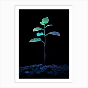 Young Plant In The Dark 1 Art Print