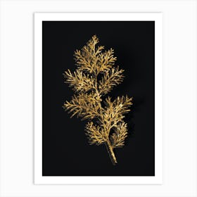 Vintage Virginian Juniper Botanical in Gold on Black n.0272 Art Print