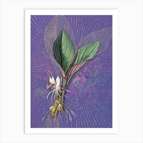 Vintage Koemferia Longa Botanical Illustration on Veri Peri n.0881 Art Print