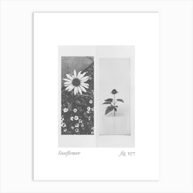 Sunflower Botanical Collage 4 Art Print