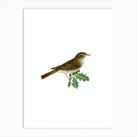 Vintage Thrush Nightingale Bird Illustration on Pure White Art Print
