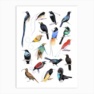 Birds Of Paradise Colourful Art Print