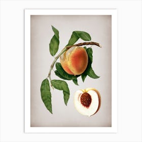 Vintage Peach Botanical on Parchment n.0117 Art Print