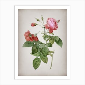 Vintage Pink Boursault Rose Botanical on Parchment n.0028 Art Print