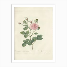 Rose Illustration, Pierre Joseph Redoute, Pierre Joseph Redoute(139) Art Print